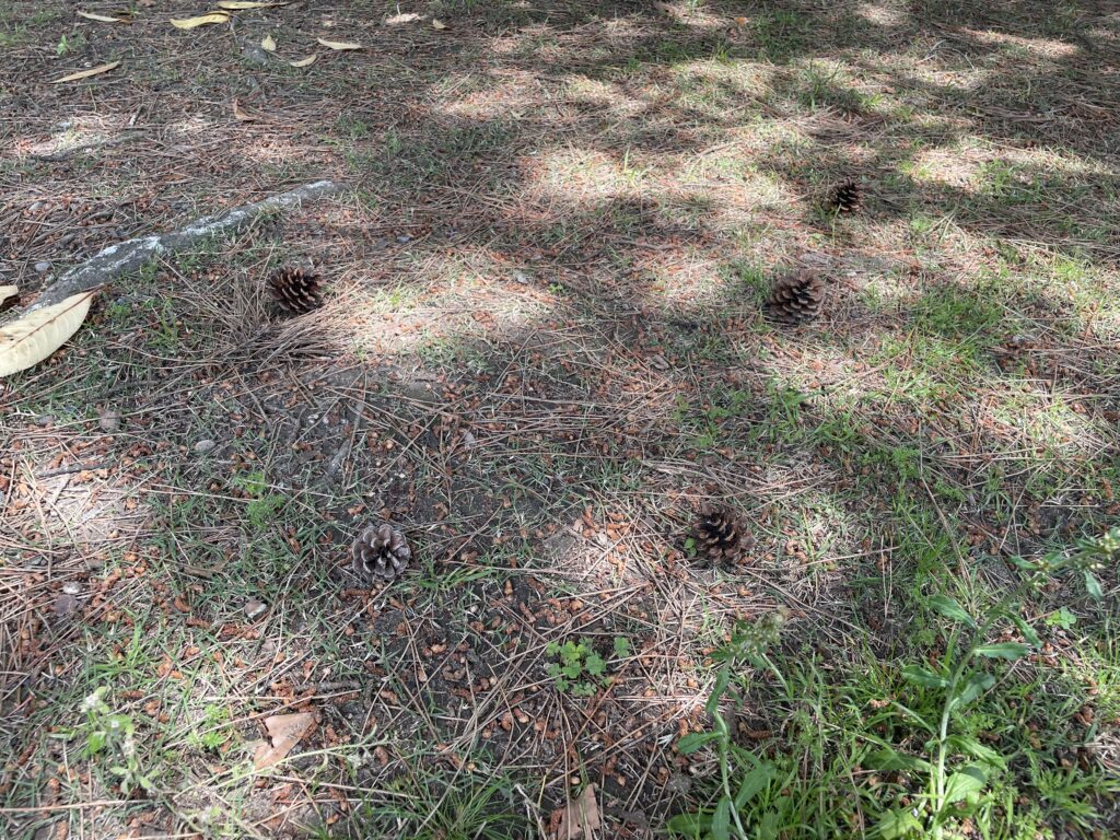 美薗中央公園まつぼっくり